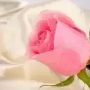キャンディの画像