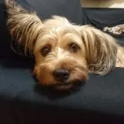 ひなの画像