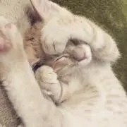 こけこっこ