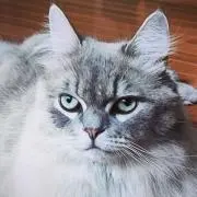 ぎんねこの画像