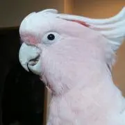 Yosiko