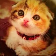 のんりん