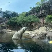 shirokumaの画像