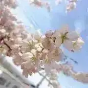 ちゃわんこの画像