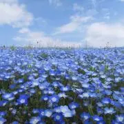 あざらし。