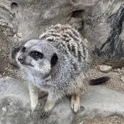湊の画像