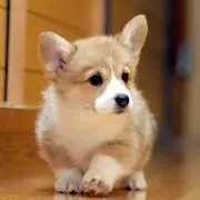 Short legの画像