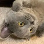 MOCOの画像