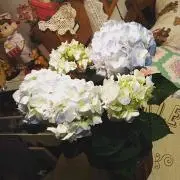 ジルグミ