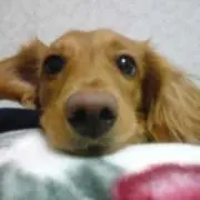 ★の画像