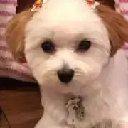 とんちゃんの画像