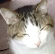 FEN