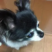 あきゅら