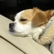 苺の画像
