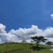 あじさいの画像