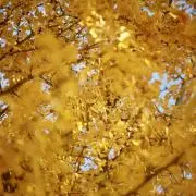 goldの画像
