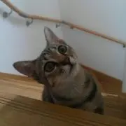るるの画像