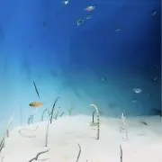 ぽにょの画像