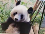 とんとんの画像