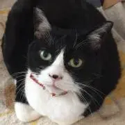 かーくん