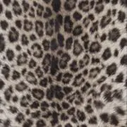 のんちゅの画像