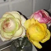 やすの画像