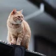 jigy2922