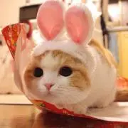 しろ。