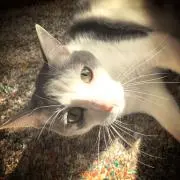 ぽん太郎