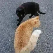 青りんごの画像