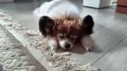 ぱぴ
