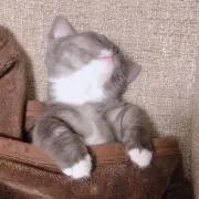 ぽっぴーのの画像