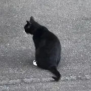 ねこねの画像
