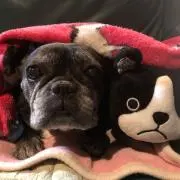 momoの画像