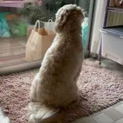 まぁぼの画像