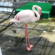 とむの画像