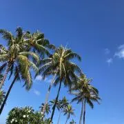 ちゃんの画像