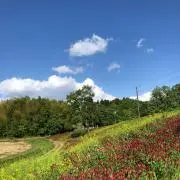 じんべえの画像