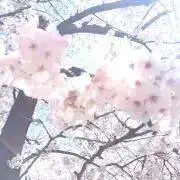 ぽぽの画像
