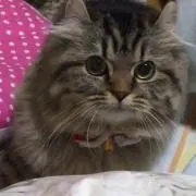 タカピ