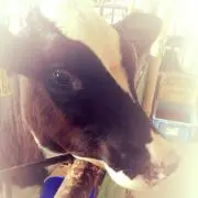 ぴり