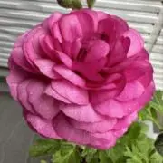 A-Kooの画像