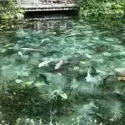 (っ´ω`c)まー。即購入OKです！の画像