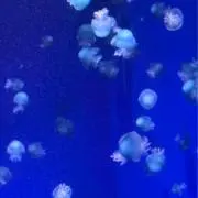 くらげ　まとめ買い、値下げ交渉OKの画像