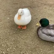 a☆*。の画像