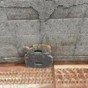 あるひの画像