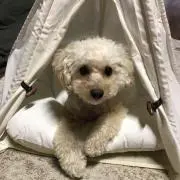 yokomarineの画像