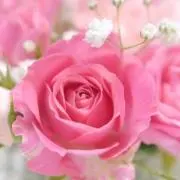 ROSEの画像