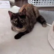 Mimi2023の画像