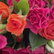 NSN15の画像
